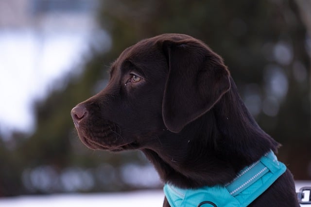 labrador-retriever-7885881_640