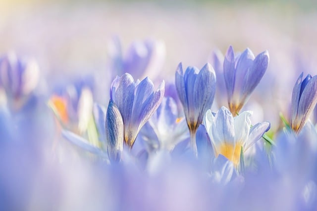 crocuses-7837426_640