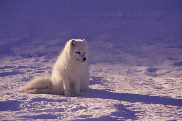 arctic-wolf-1850247_640