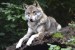 wolf-1336229_640